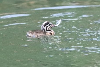 カンムリカイツブリ 余呉川 2019年7月8日(月)