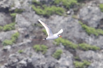 アカオネッタイチョウ 南硫黄島 2019年7月4日(木)