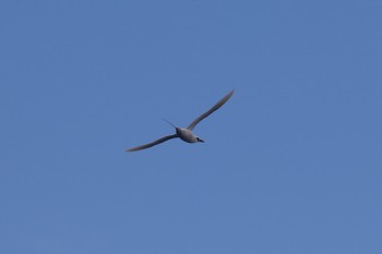 Red-tailed Tropicbird