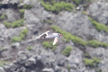 アカオネッタイチョウ 南硫黄島 2019年7月4日(木)