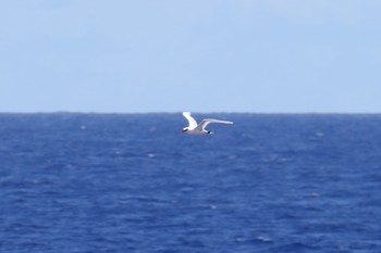 アカオネッタイチョウ 南硫黄島 2019年7月4日(木)