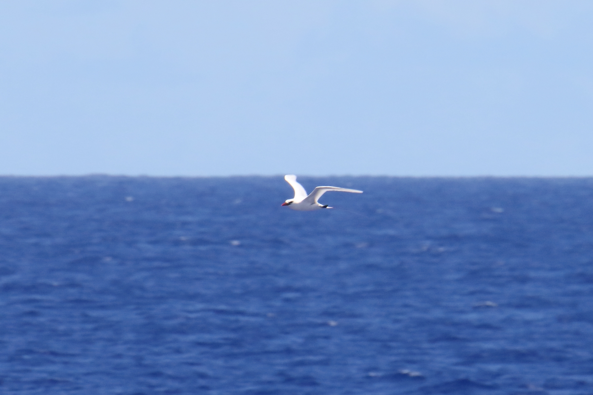 Photo of Red-tailed Tropicbird at South Iwo Jima by マイク