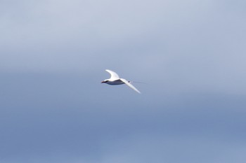 Red-tailed Tropicbird South Iwo Jima Thu, 7/4/2019