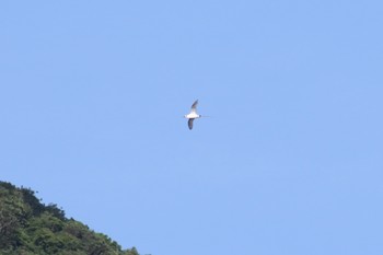 アカオネッタイチョウ 南硫黄島 2019年7月4日(木)