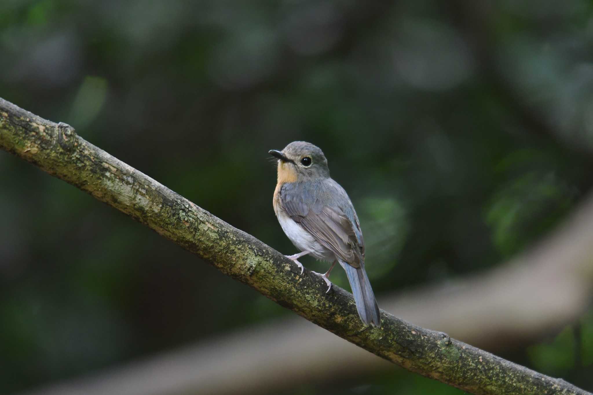 ケーン・クラチャン国立公園 Indochinese Blue Flycatcherの写真 by あひる