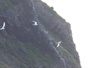 シロアジサシ 南硫黄島 2019年7月4日(木)