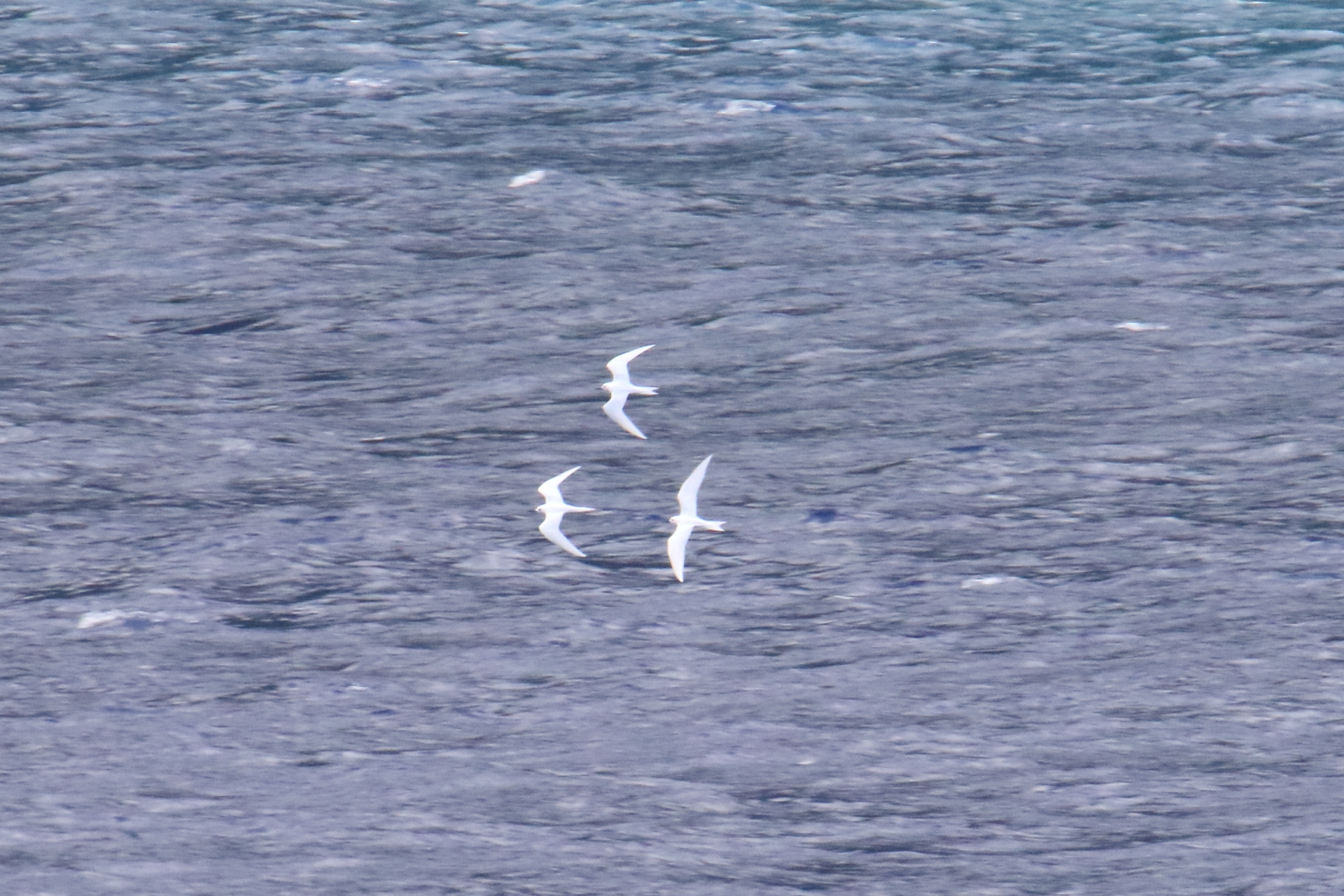 Photo of White Tern at South Iwo Jima by マイク