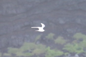 シロアジサシ 南硫黄島 2019年7月4日(木)