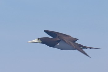 カツオドリ 小笠原諸島航路 2019年7月3日(水)