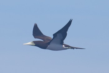 カツオドリ 小笠原諸島航路 2019年7月3日(水)