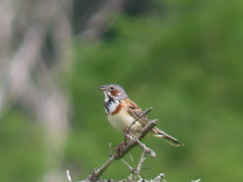 Chestnut-eared Bunting Ozegahara Mon, 7/8/2019