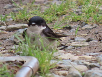 Asian House Martin 尾瀬ヶ原山の鼻 Mon, 7/8/2019