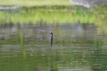 Barn Swallow 東京都多摩地域 Mon, 7/8/2019