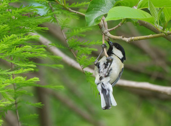 Japanese Tit Akigase Park Sat, 5/4/2019