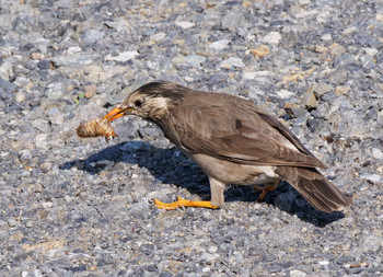 White-cheeked Starling いろは親水公園 Sun, 5/5/2019