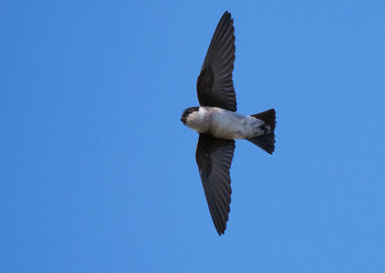 Asian House Martin 志木市 Sun, 5/5/2019