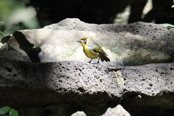 メグロ 母島(小笠原) 2019年7月5日(金)