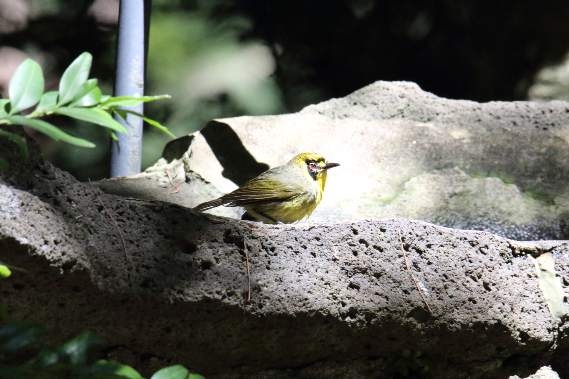 Photo of Bonin White-eye at Hahajima Island by マイク