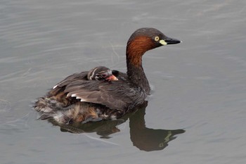 Little Grebe