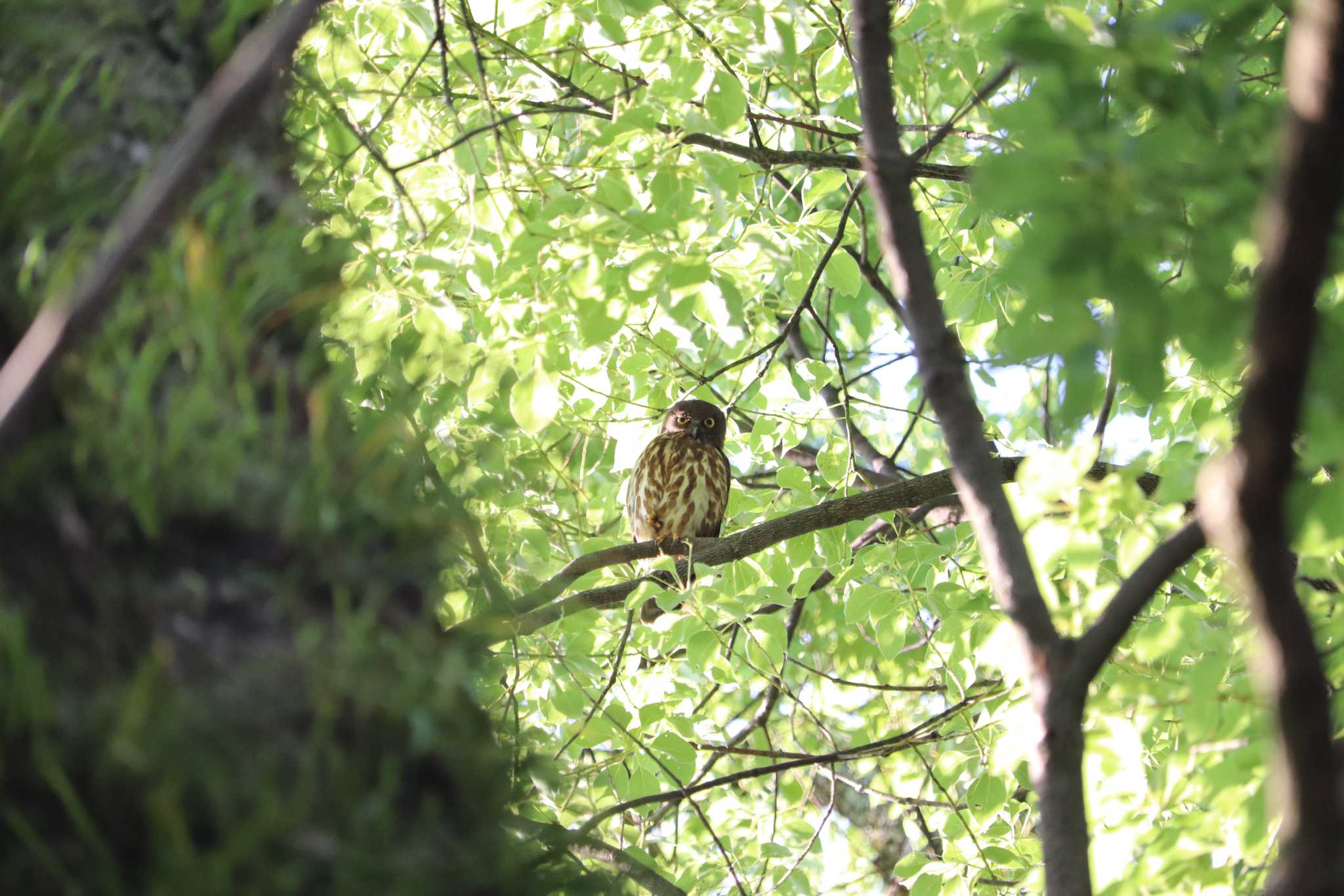 Photo of Northern Boobook at Kyoto Gyoen by JT