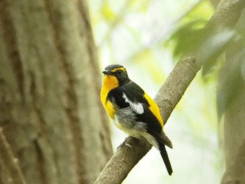 Narcissus Flycatcher 愛知県森林公園 Tue, 7/9/2019