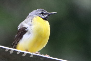 Grey Wagtail 比叡山 Sun, 6/2/2019