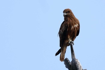 トビ 膳所公園 2019年7月7日(日)