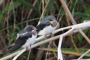 Barn Swallow 草津市 Tue, 7/9/2019