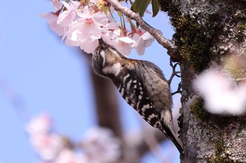 コゲラ 膳所公園 2019年4月9日(火)