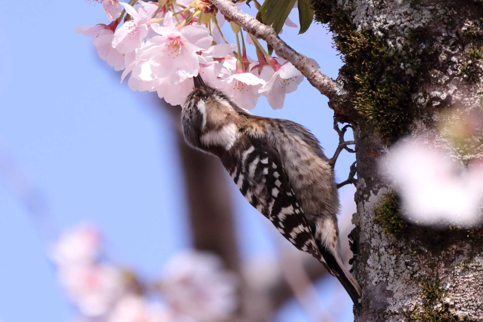 膳所公園 コゲラの写真 by minonono