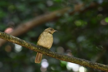 Streak-eared Bulbul Kaeng Krachan National Park Fri, 5/31/2019