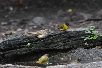 Streak-eared Bulbul Kaeng Krachan National Park Fri, 5/31/2019