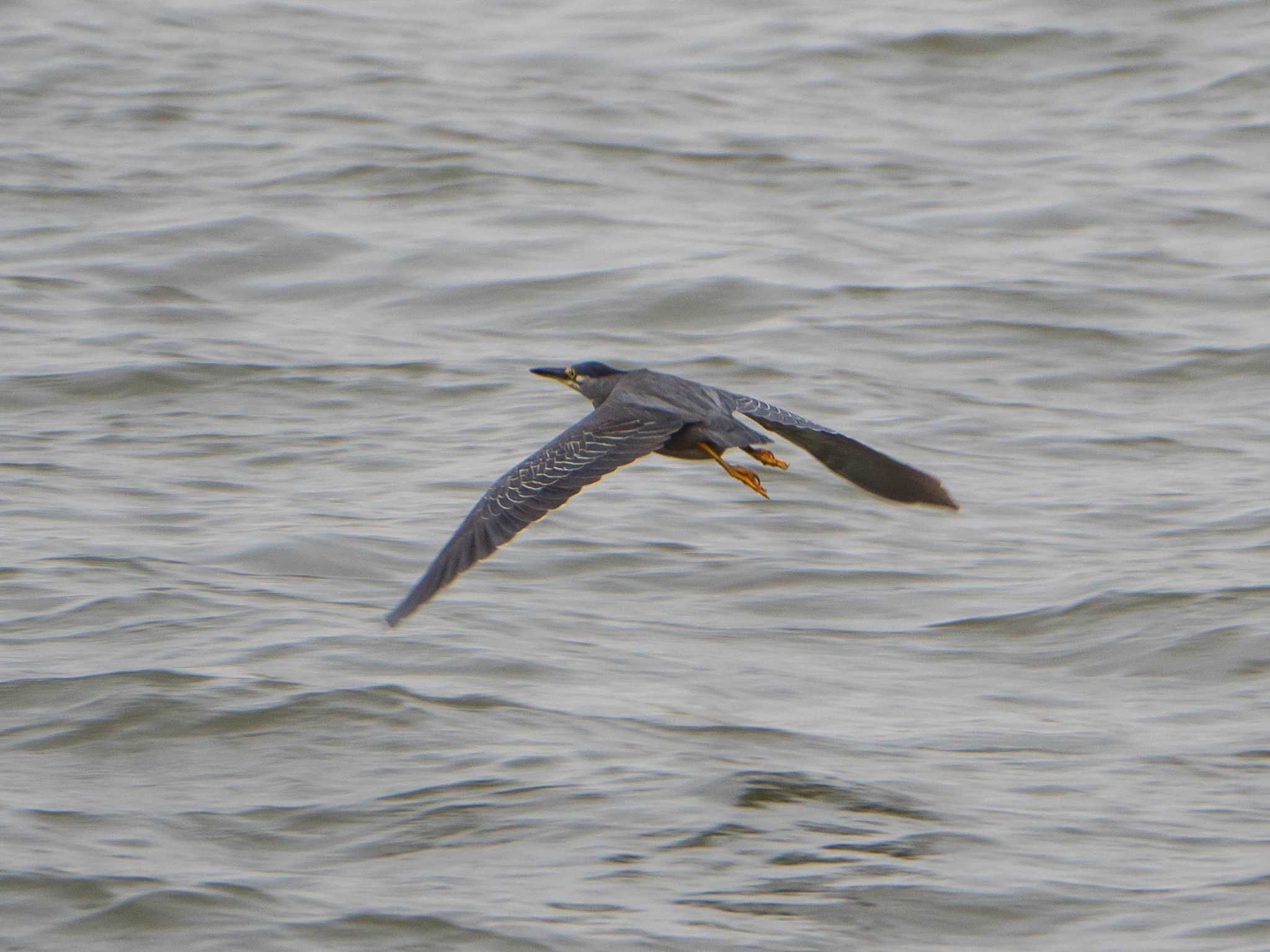 Striated Heron