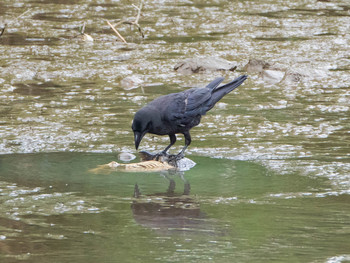 Sat, 7/6/2019 Birding report at 荒川生物生態園(東京都板橋区)