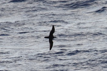 Audubon's Shearwater