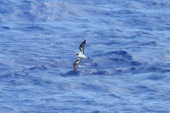 Bonin Petrel