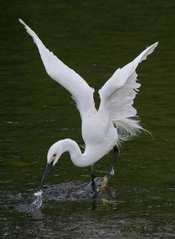 Little Egret 黒目川 Tue, 5/14/2019