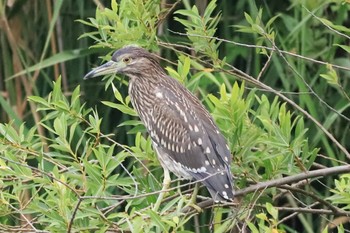 ゴイサギ 余呉川 2019年7月10日(水)