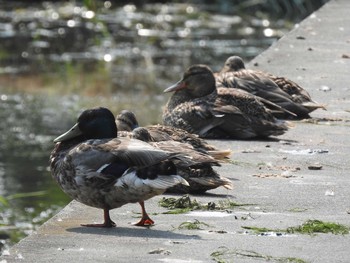 Mallard 東屯田遊水地 Wed, 7/10/2019