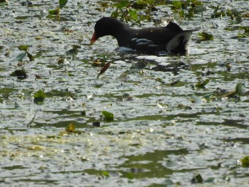 Common Moorhen 東屯田遊水地 Wed, 7/10/2019