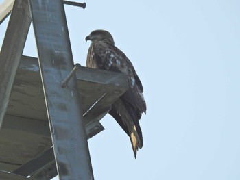 Black Kite 東屯田遊水地 Wed, 7/10/2019