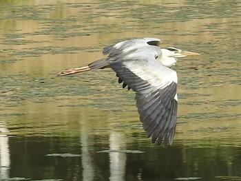 Grey Heron 東屯田遊水地 Wed, 7/10/2019