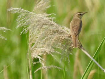 Black-browed Reed Warbler 東屯田遊水地 Wed, 7/10/2019