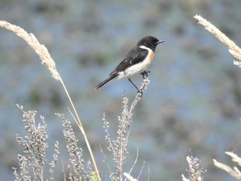 Amur Stonechat 東屯田遊水地 Wed, 7/10/2019