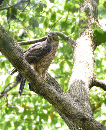 Eurasian Goshawk Mizumoto Park Wed, 7/10/2019