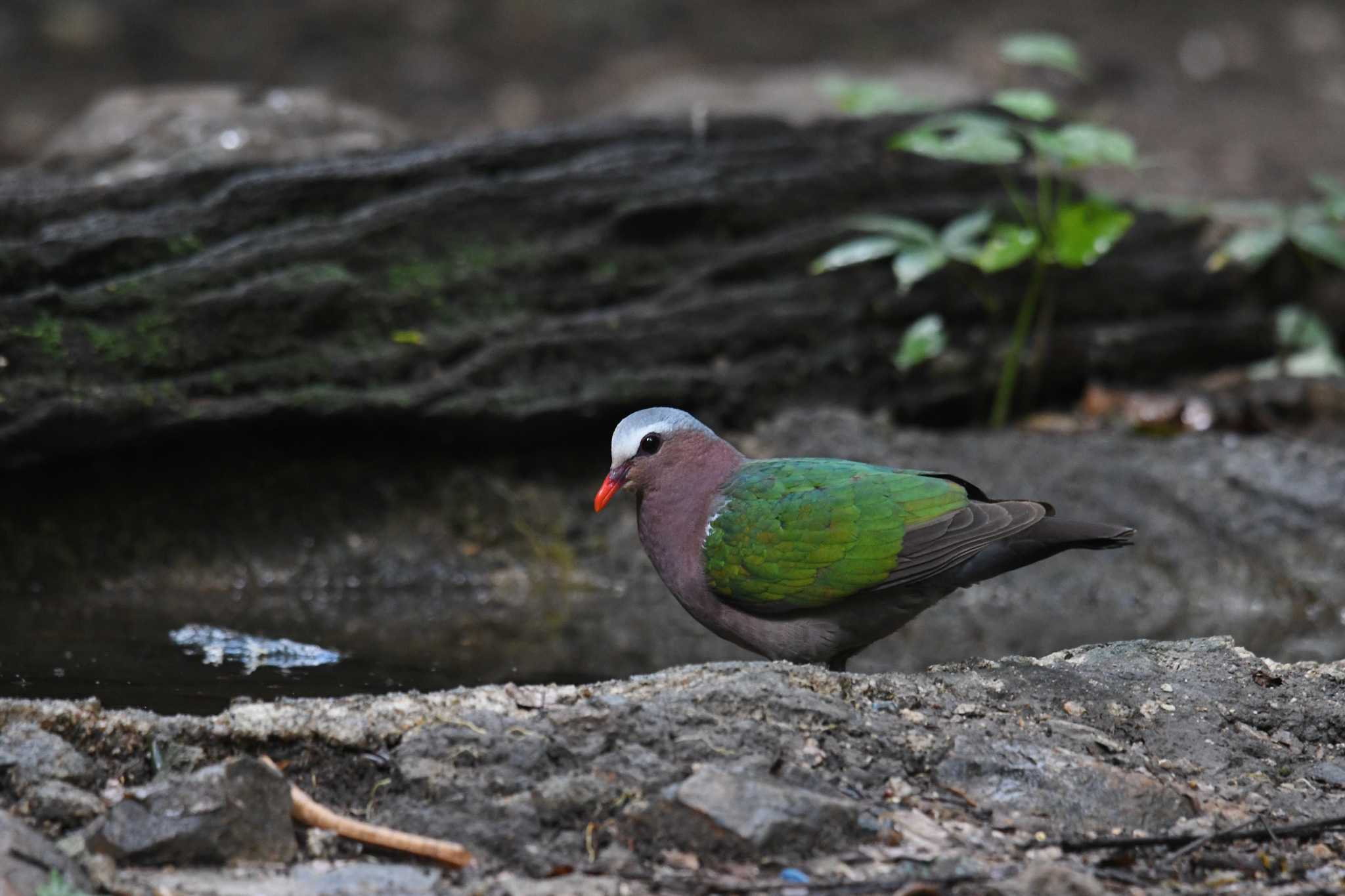 ケーン・クラチャン国立公園 キンバトの写真 by あひる