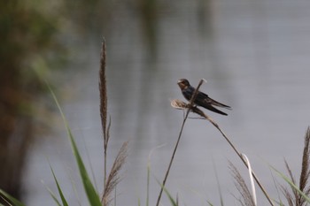 ツバメ 葛西臨海公園 2019年7月10日(水)