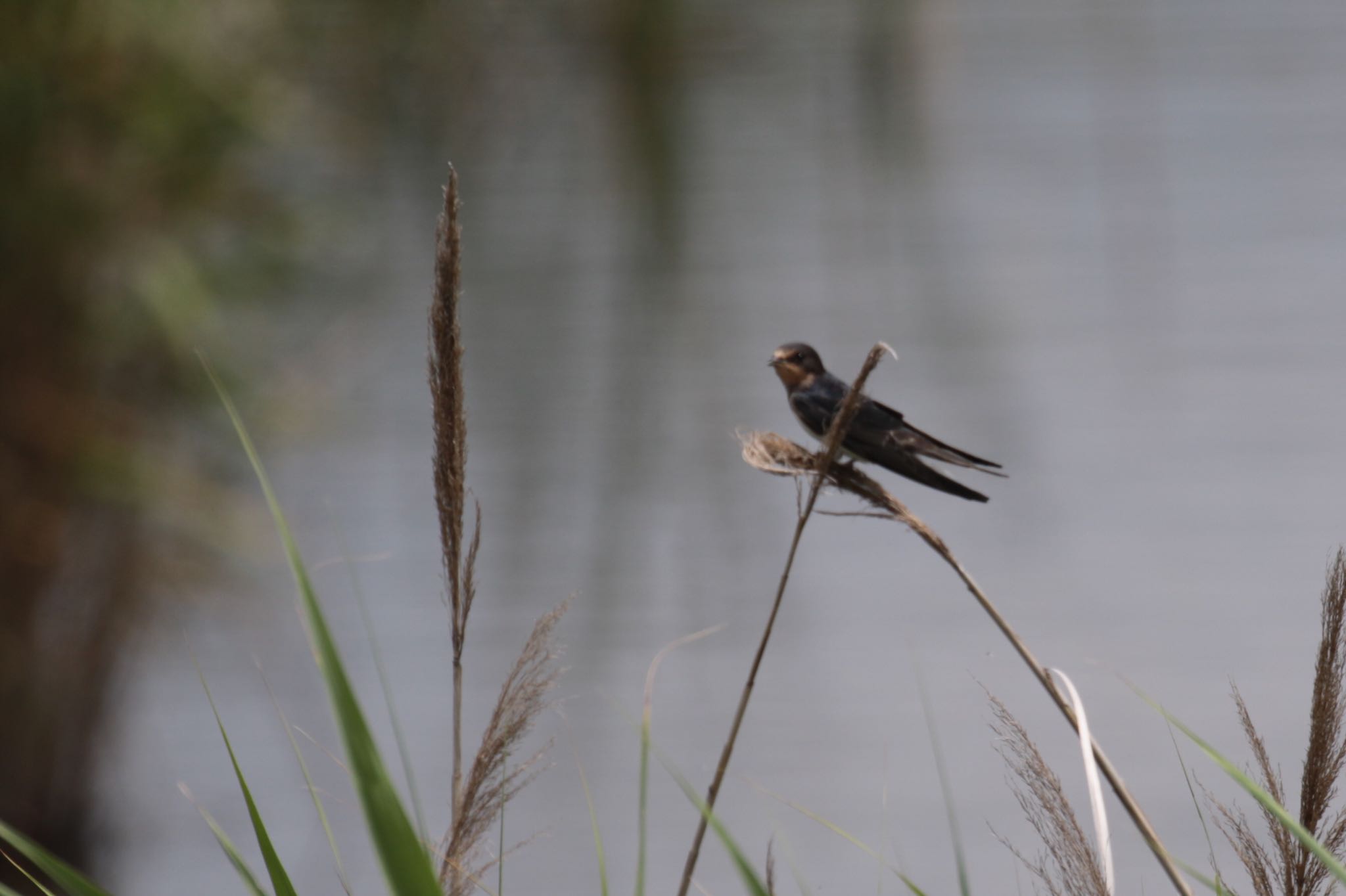 Barn Swallow