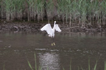 コサギ 葛西臨海公園 2019年7月10日(水)