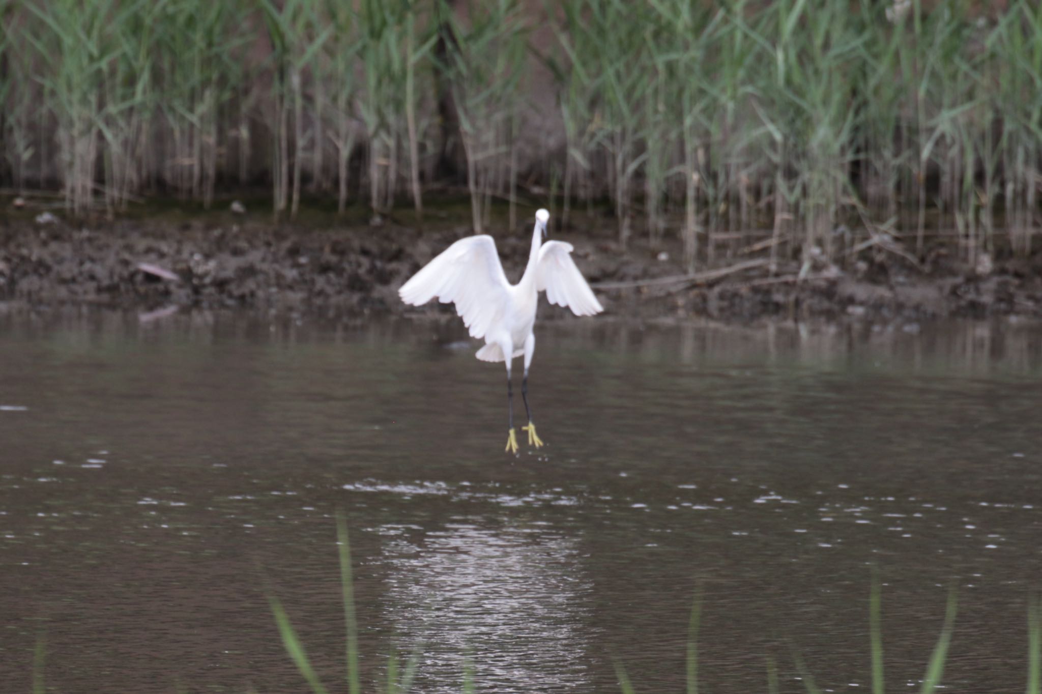 Little Egret